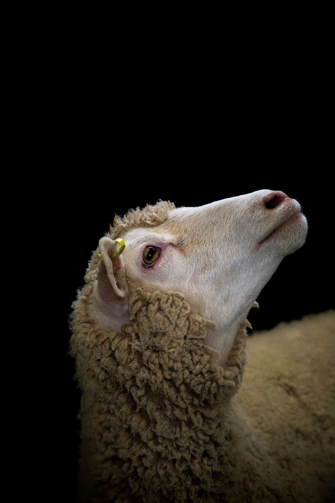 First Sheep What (we) eat (raw)